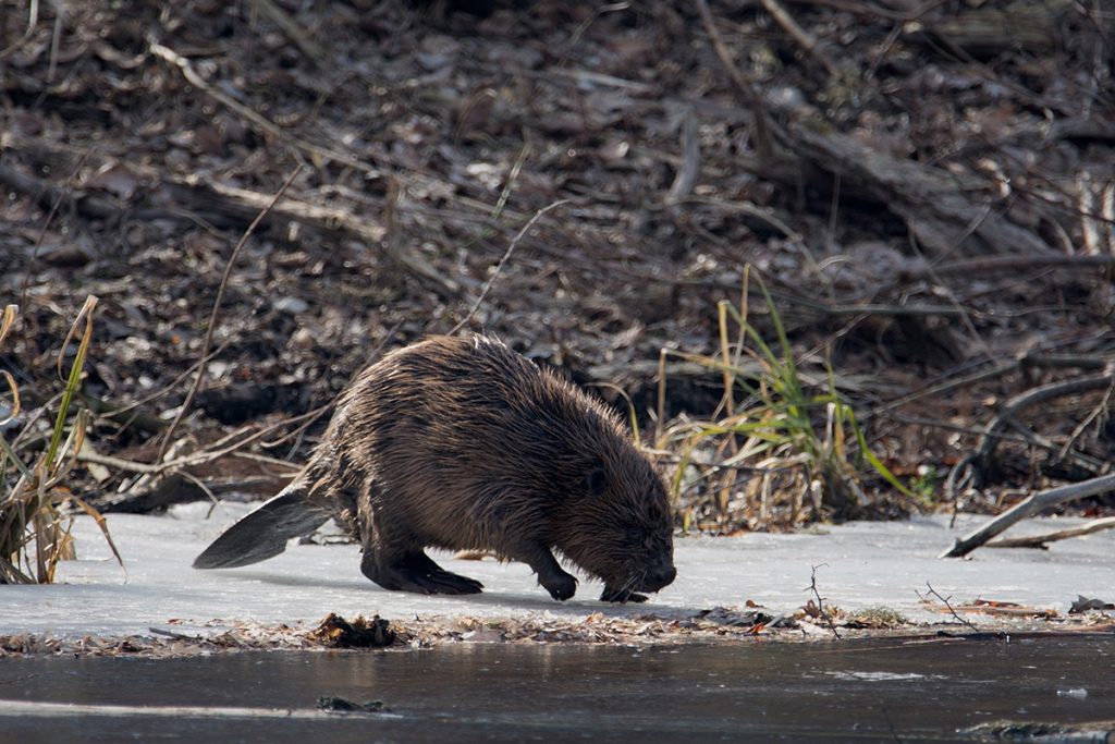 Beavermap - Centre for Ecological Research