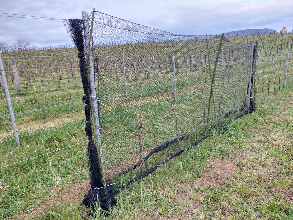 Grapevines inside a cage used for the exclusion of birds and bats (photo: Dávid Korányi).