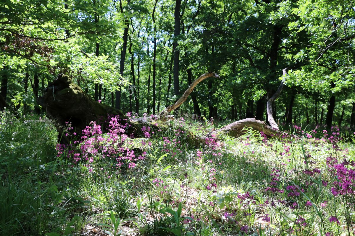 K A 0190 csokkentett