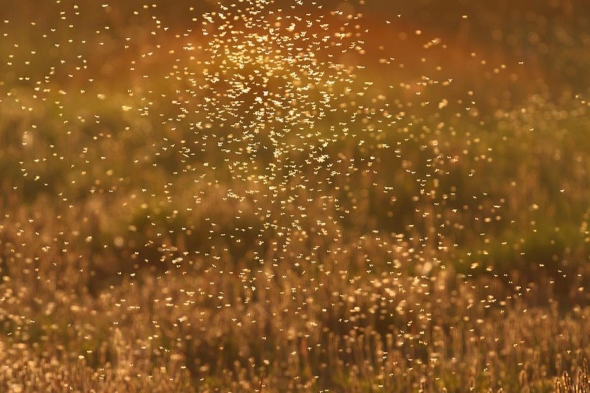 arvaszunyog raj 1280