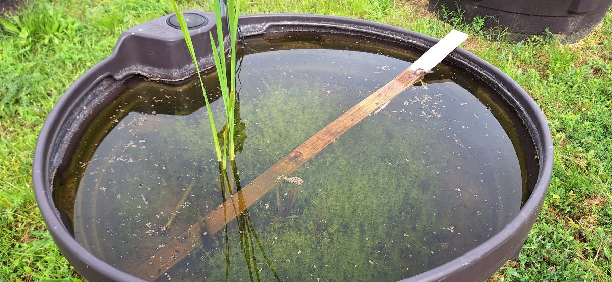 Zanka mezokozmosz Chara