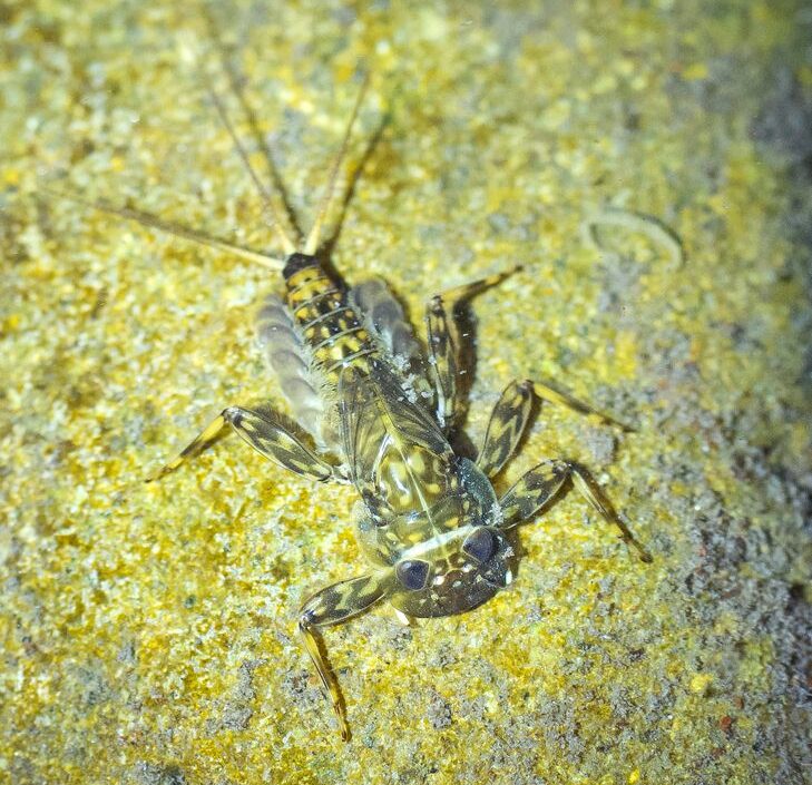 A Rhithrogena semicolorata erezett kérész lárvája. (fotó: Potyó Imre)