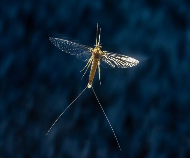 Nőstény R. semicolorata. (fotó: Potyó Imre)