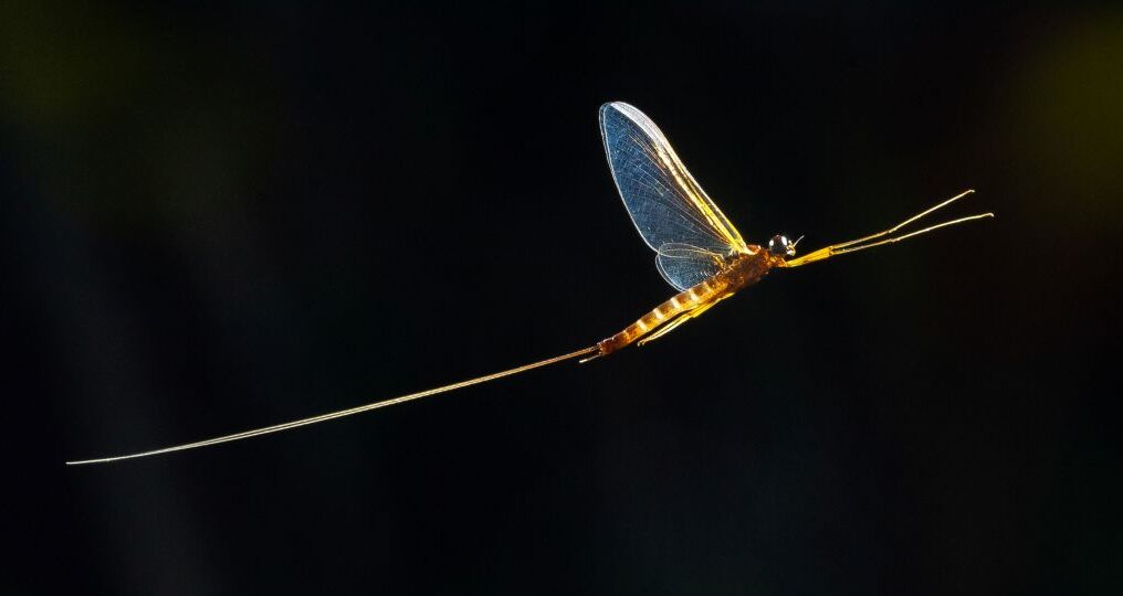 3 abra kicsi e1762187609549