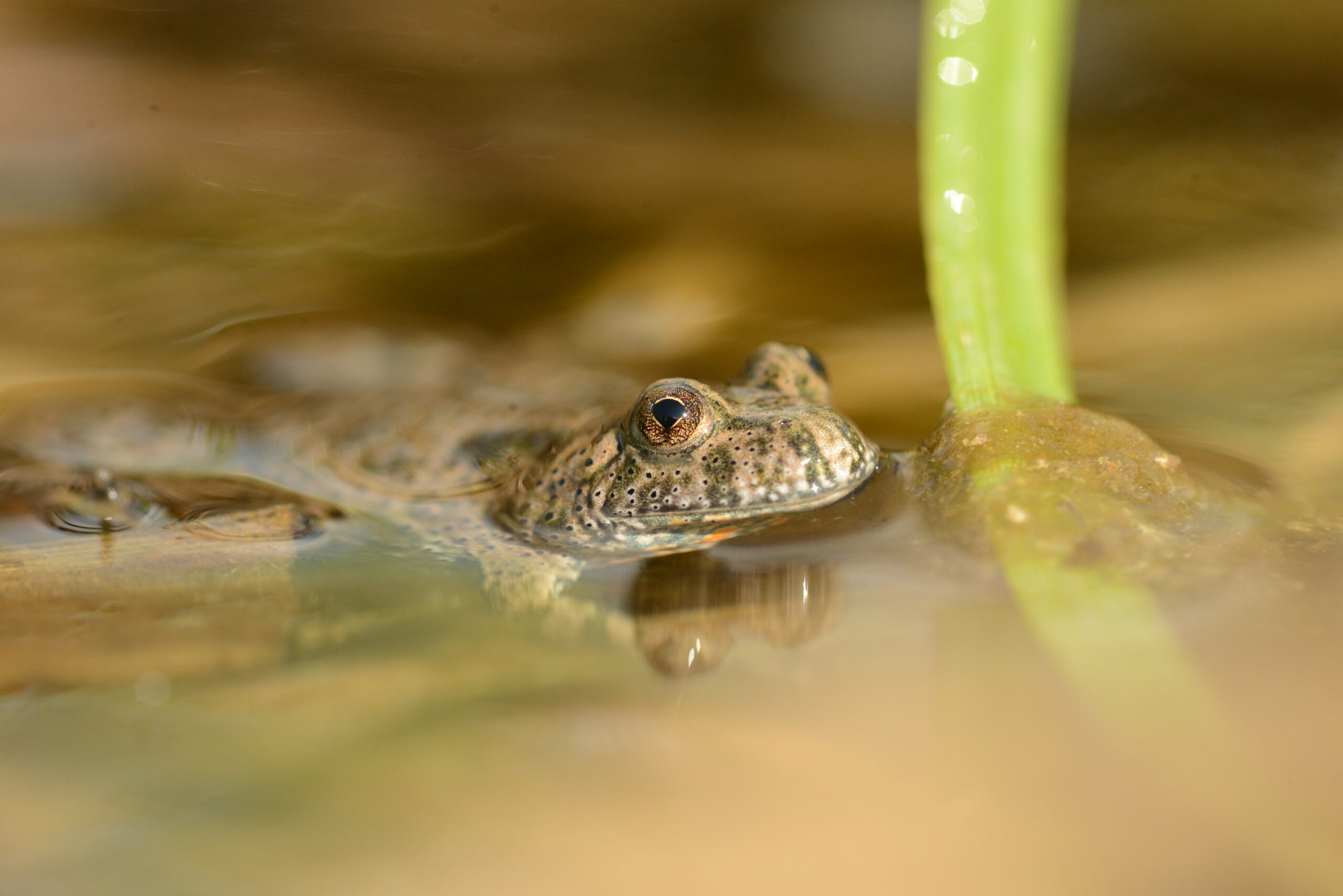 beka DSC 1691 1200x800 scaled