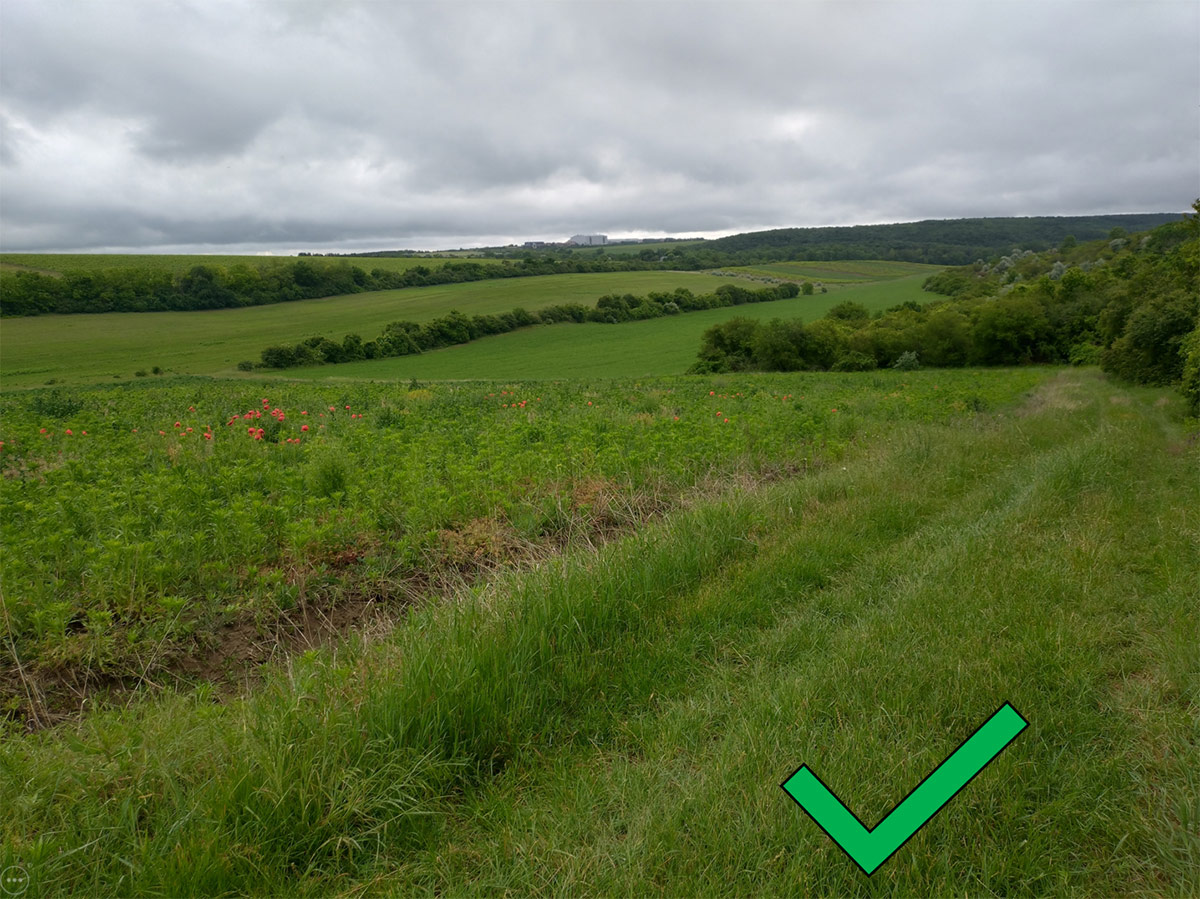 elelmiszer termesztett novenyek 2