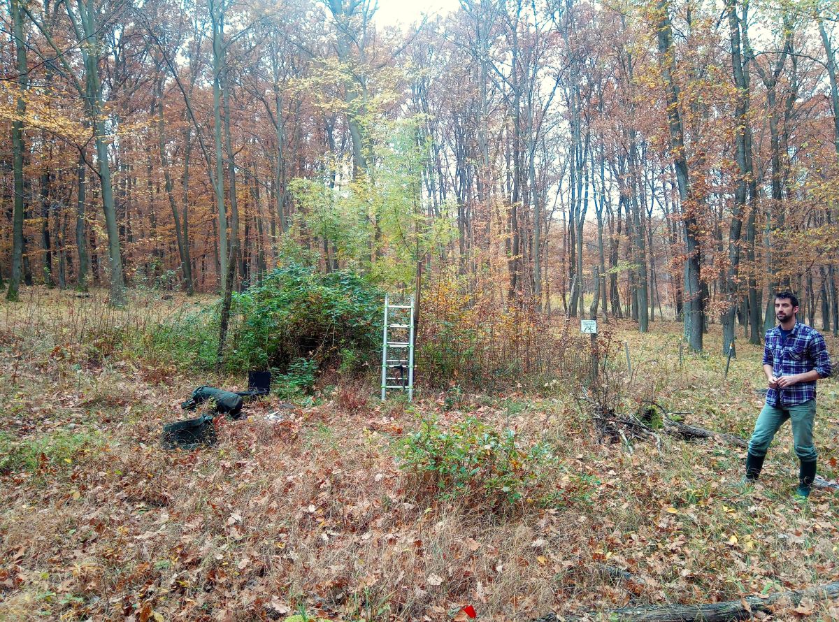 KOvacs Bence erdos foto