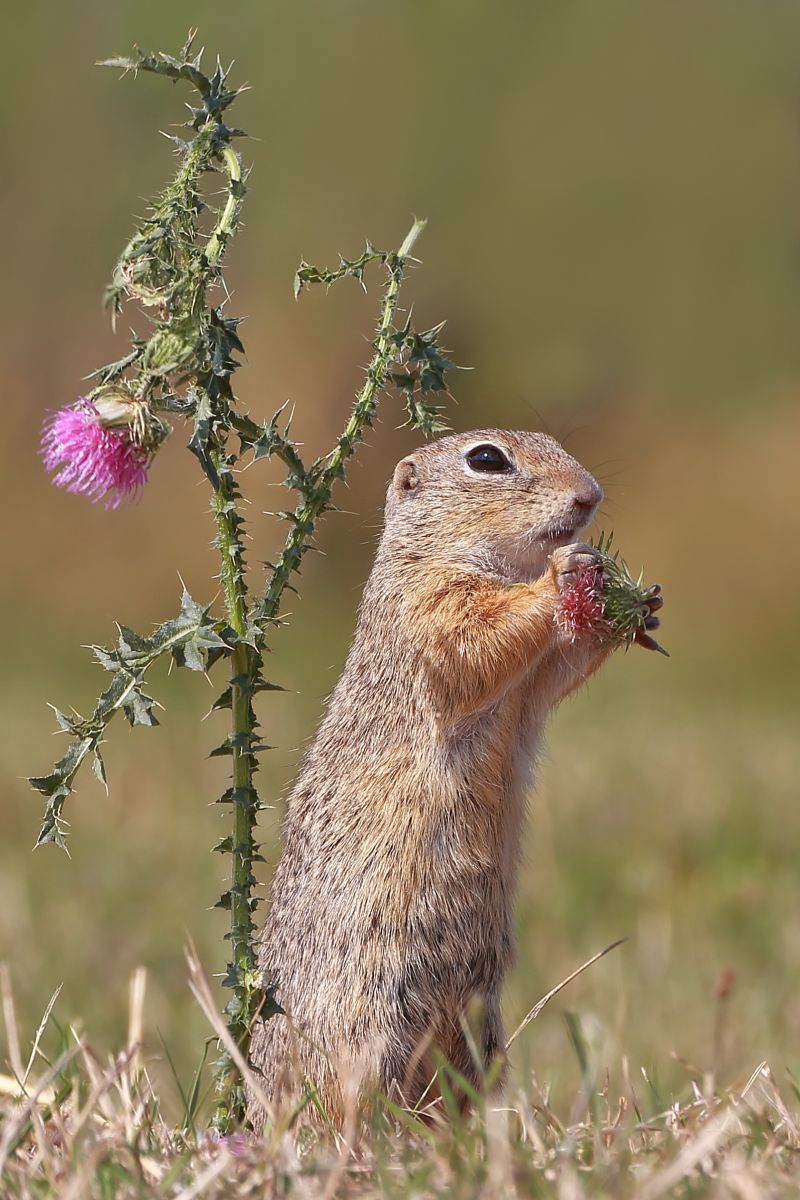 06442014 07 12 cr BIT SHRP4 NR4 3 blrPS flip