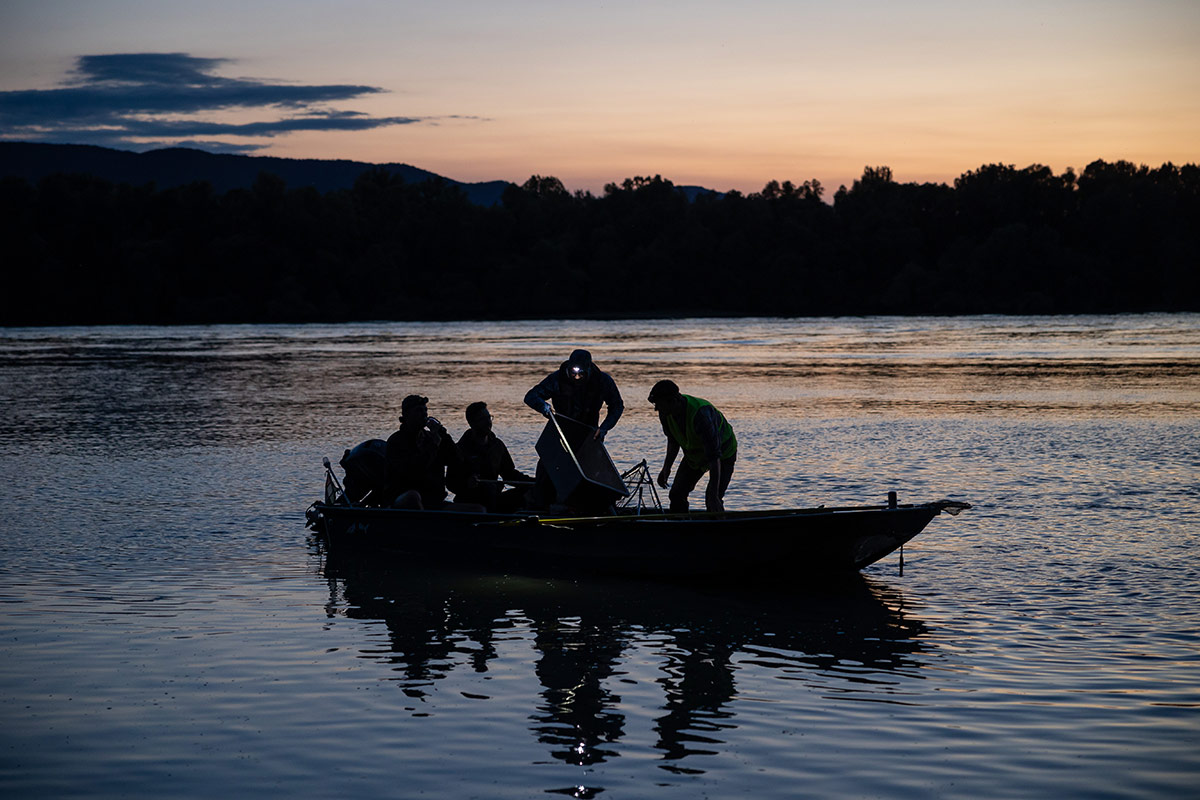 Dunai halaszat Szod 207