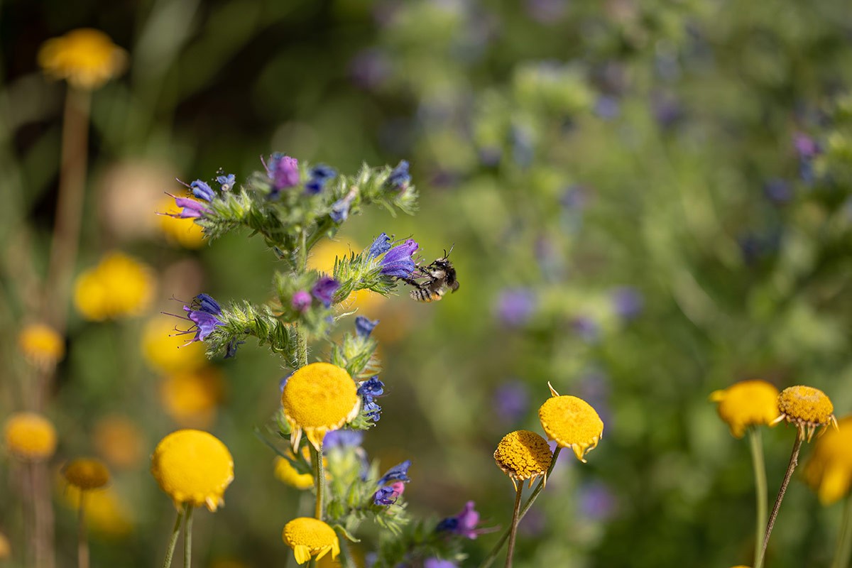 mehecske viragmezon foto Kallai Marton