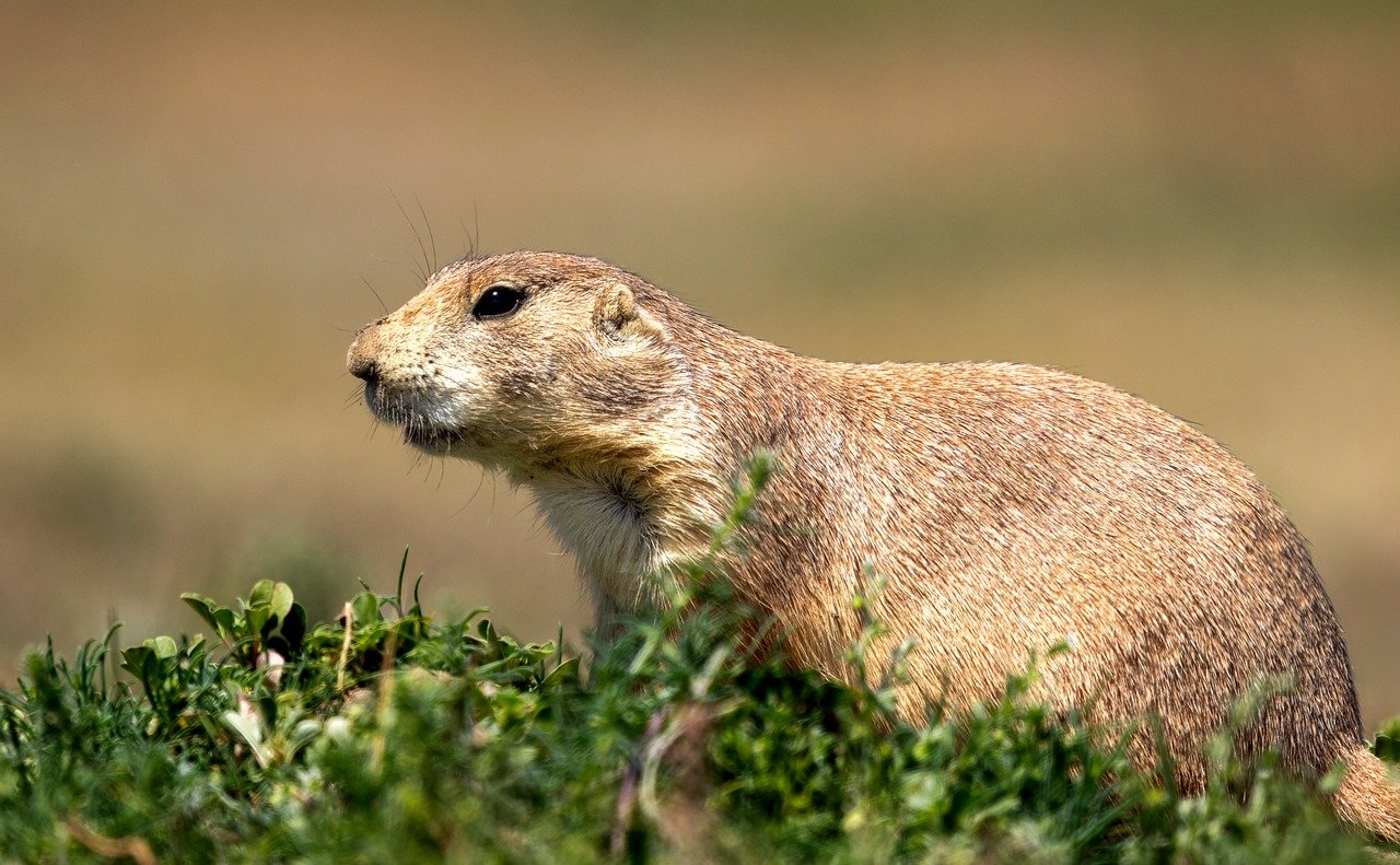 prairie dog 9835083 1280