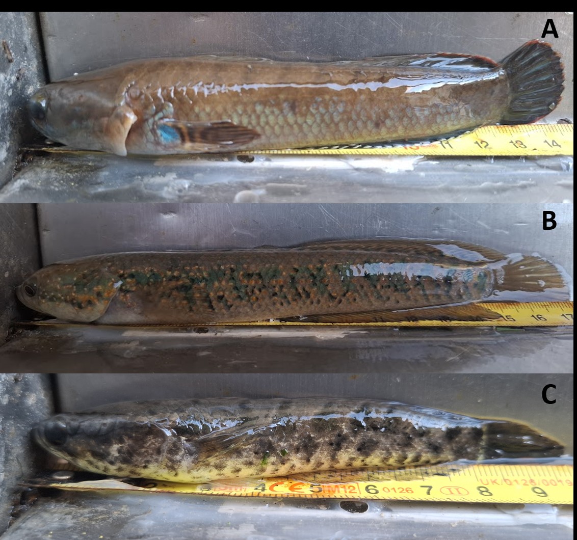 38 kigyofejuhalfajok