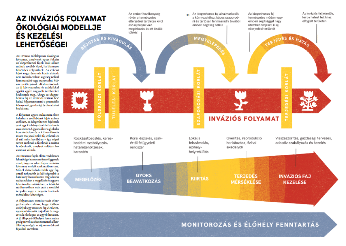 invazios folyamatot bemutato abra