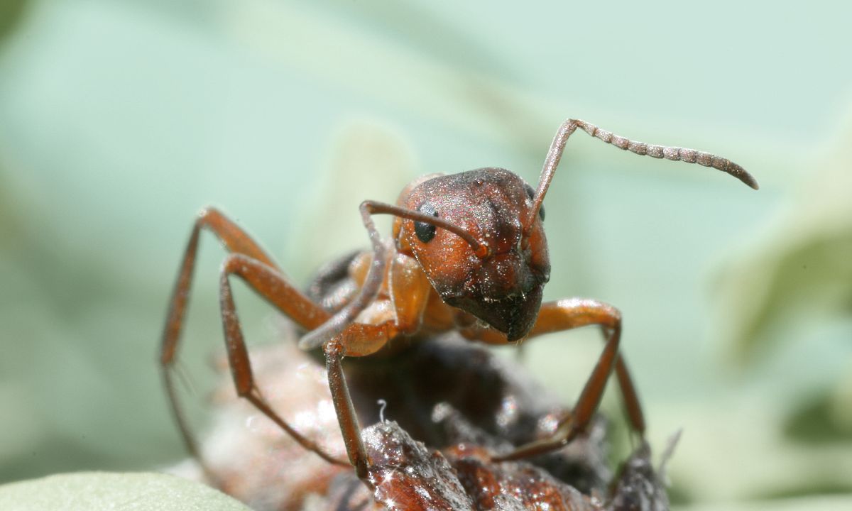 A Formica rufa front Credit to Richard Bartz
