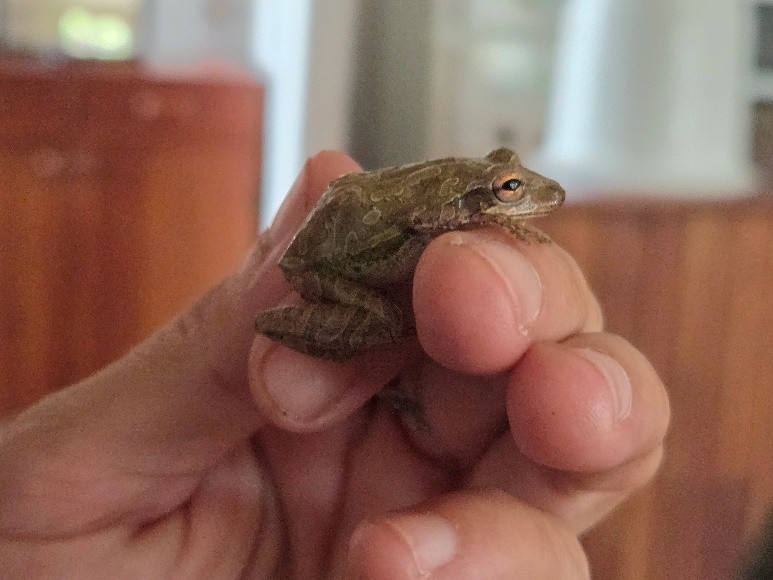 Galapagos szigeteken megjelenst invazios levelibeka