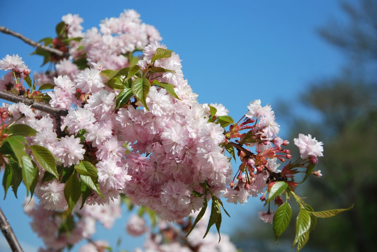 Prunus serrulata Kiku