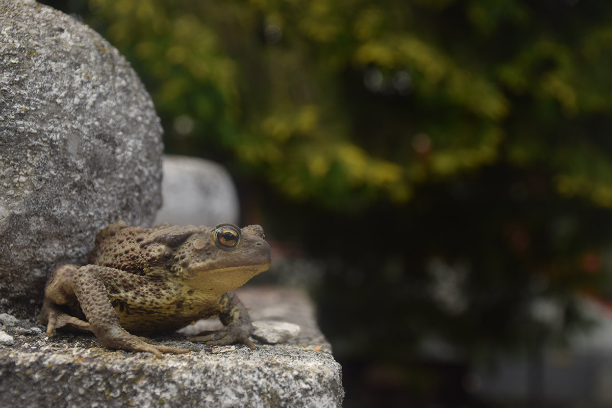 Súlyosan lesoványodott barna varangy (Bufo bufo) egy nógrádi aknából mentve, fotó: Wenner Bálint