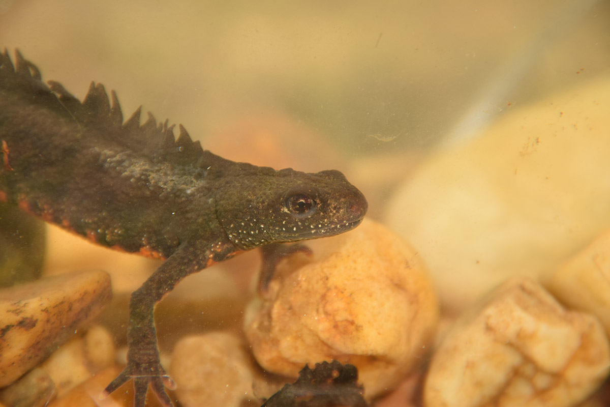 Vízóraaknából mentett alpesi tarajosgőte (Triturus carnifex). Fotó: Wenner Bálint