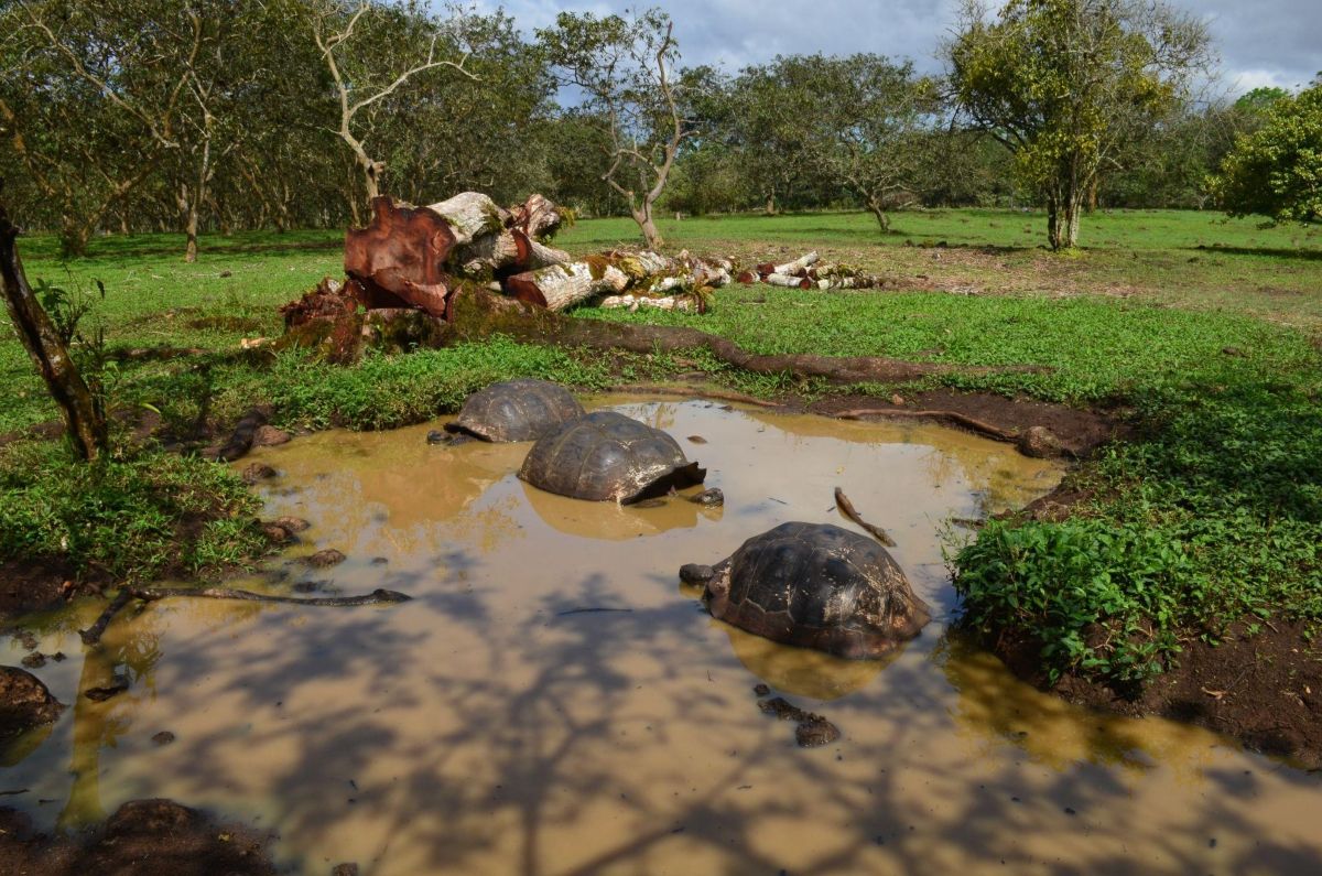 oriasteknosok egy kis toban