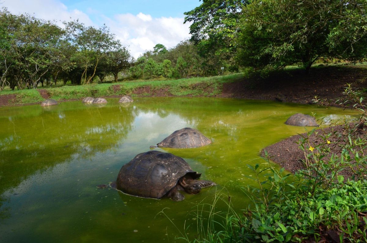 teknosok a tavakban es a sarban