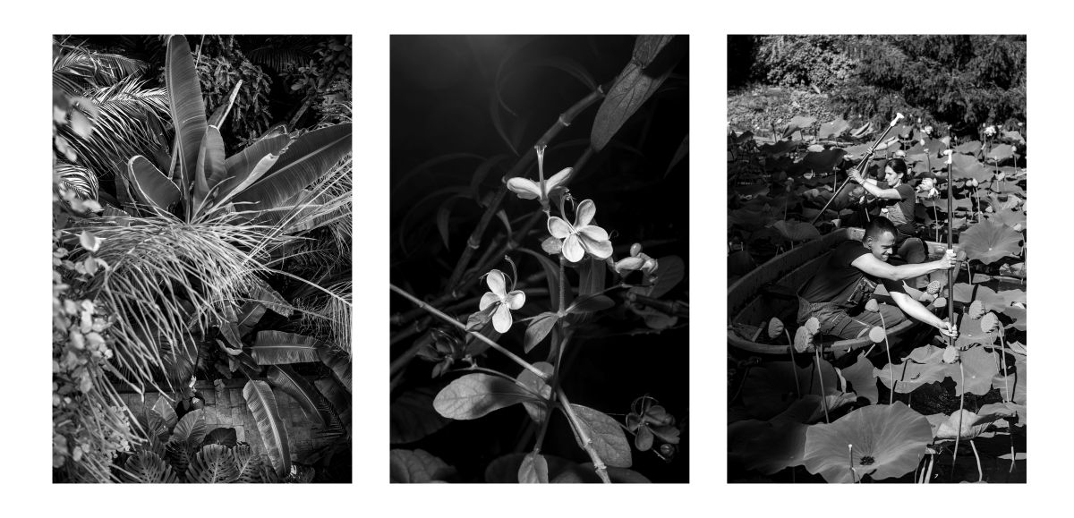 A botanikus kert elete