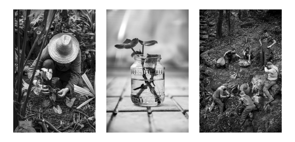 A botanikus kert elete