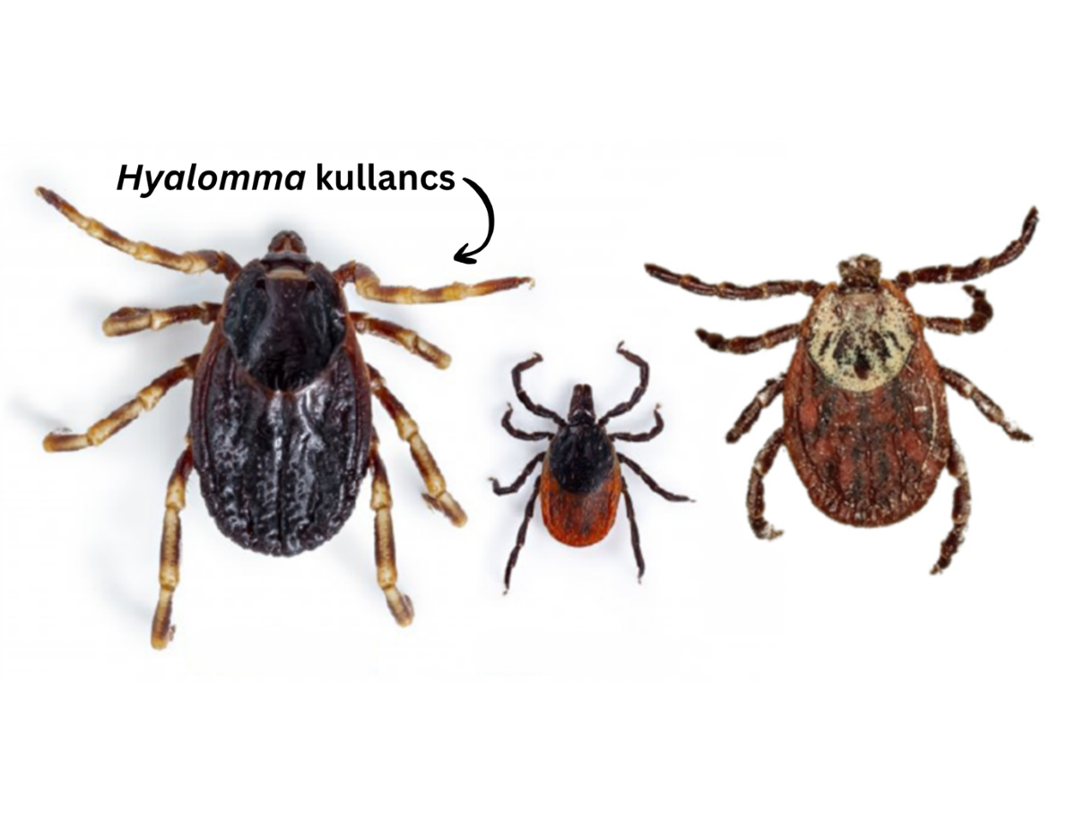 hyalomma kullancs foto