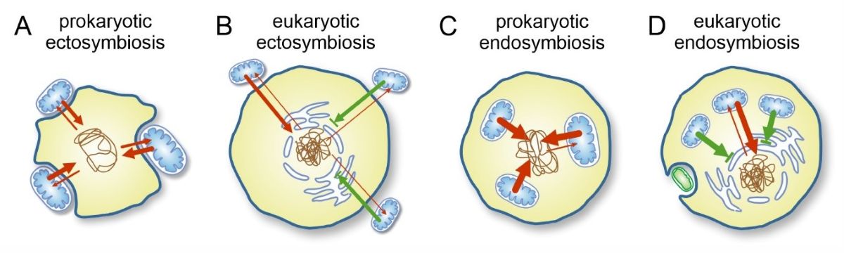 kep a Zachar cikk kozepere