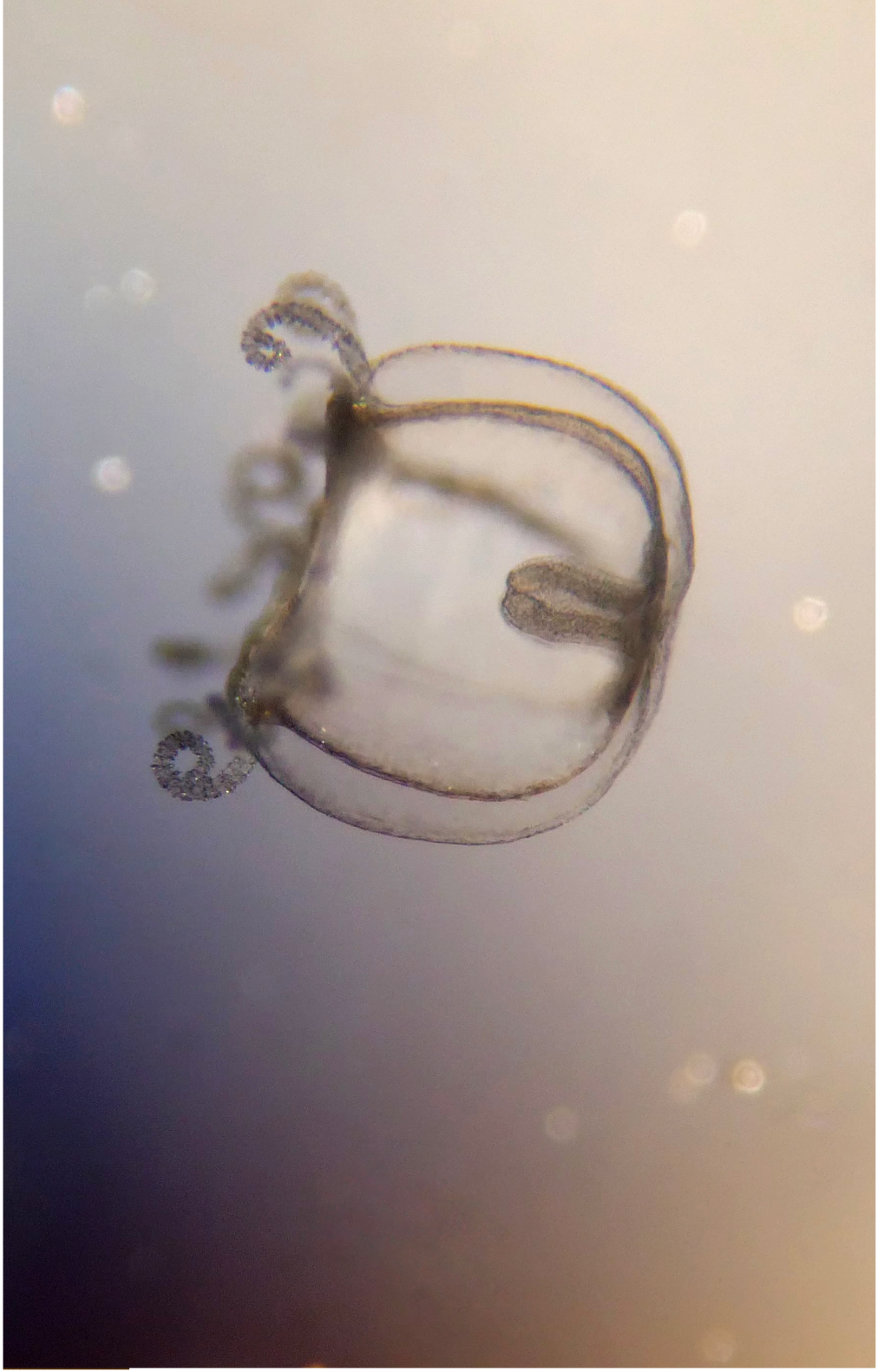 Meduza meduza Becz Almos