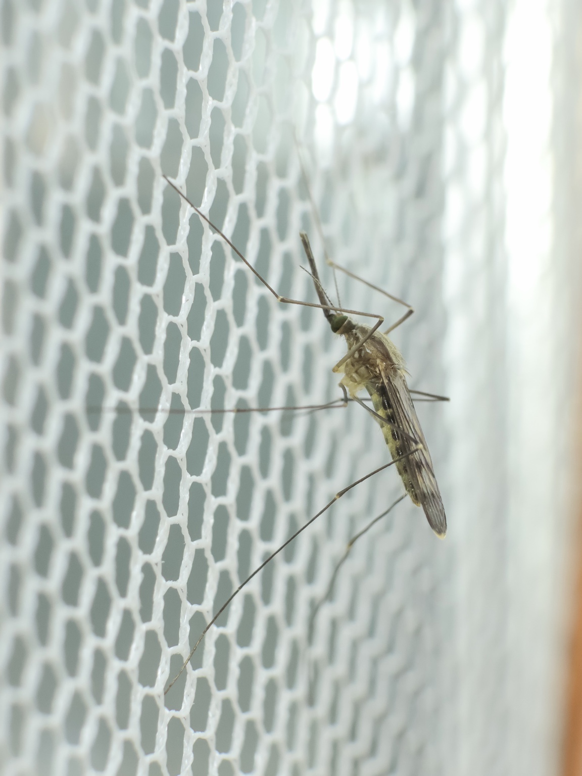kep 06 anopheles maculipennis