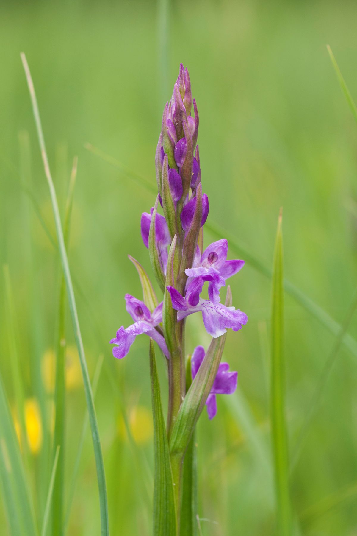 orchidea 2019