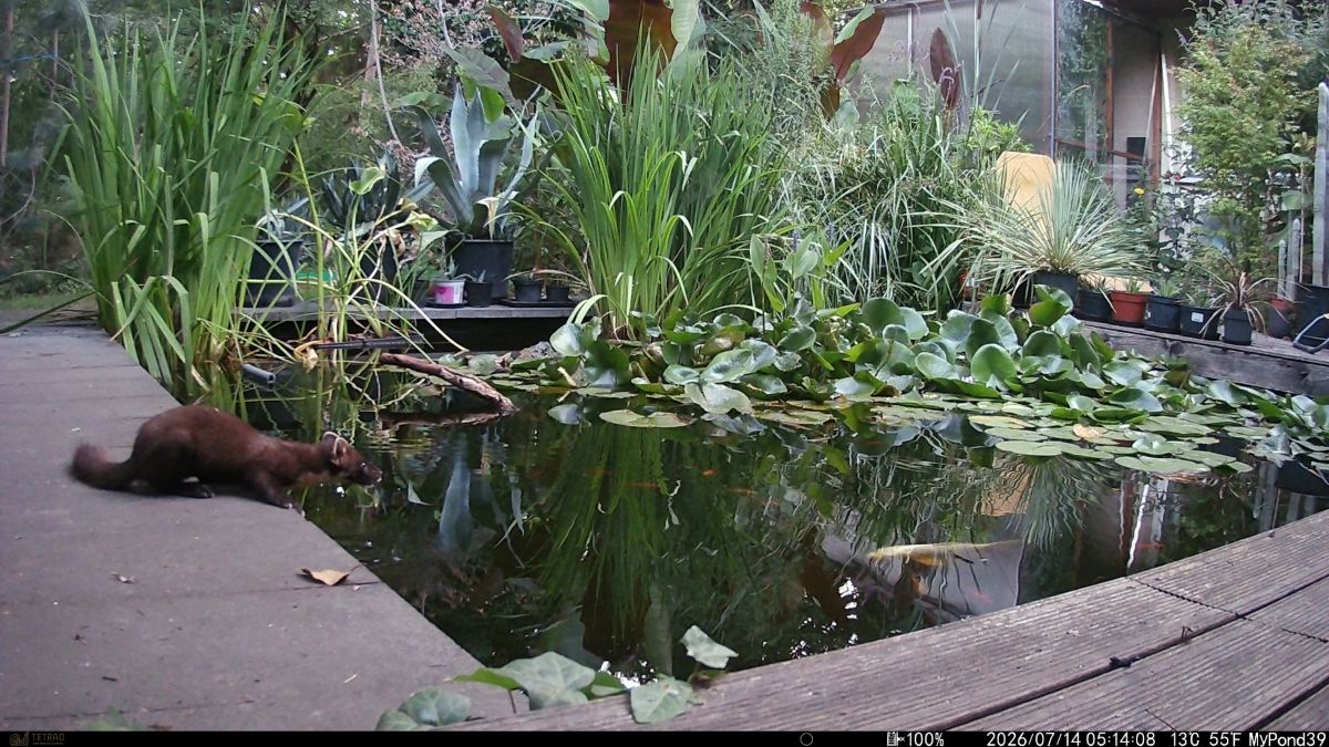 01 nyuszt kerti to MyPond