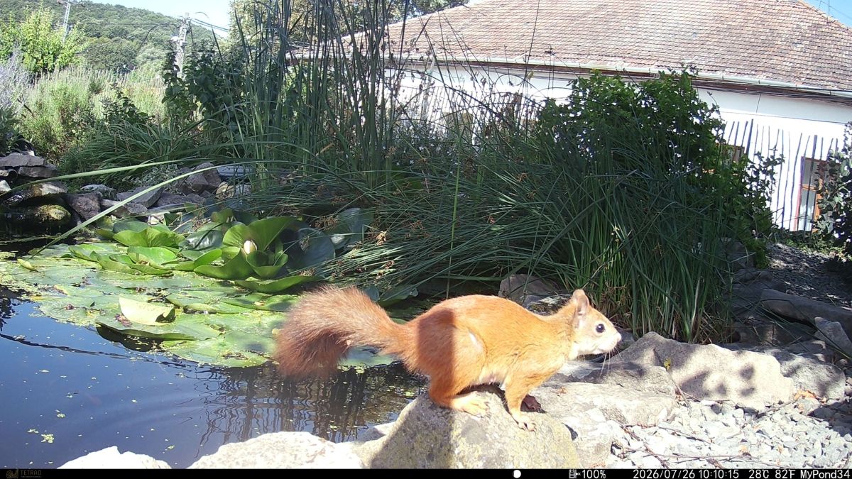 02 mokus kerti to MyPond