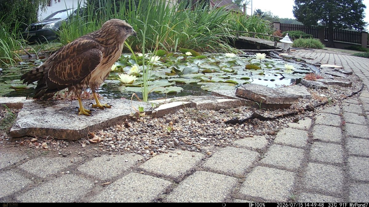 03 egereszolyv kerti to MyPond