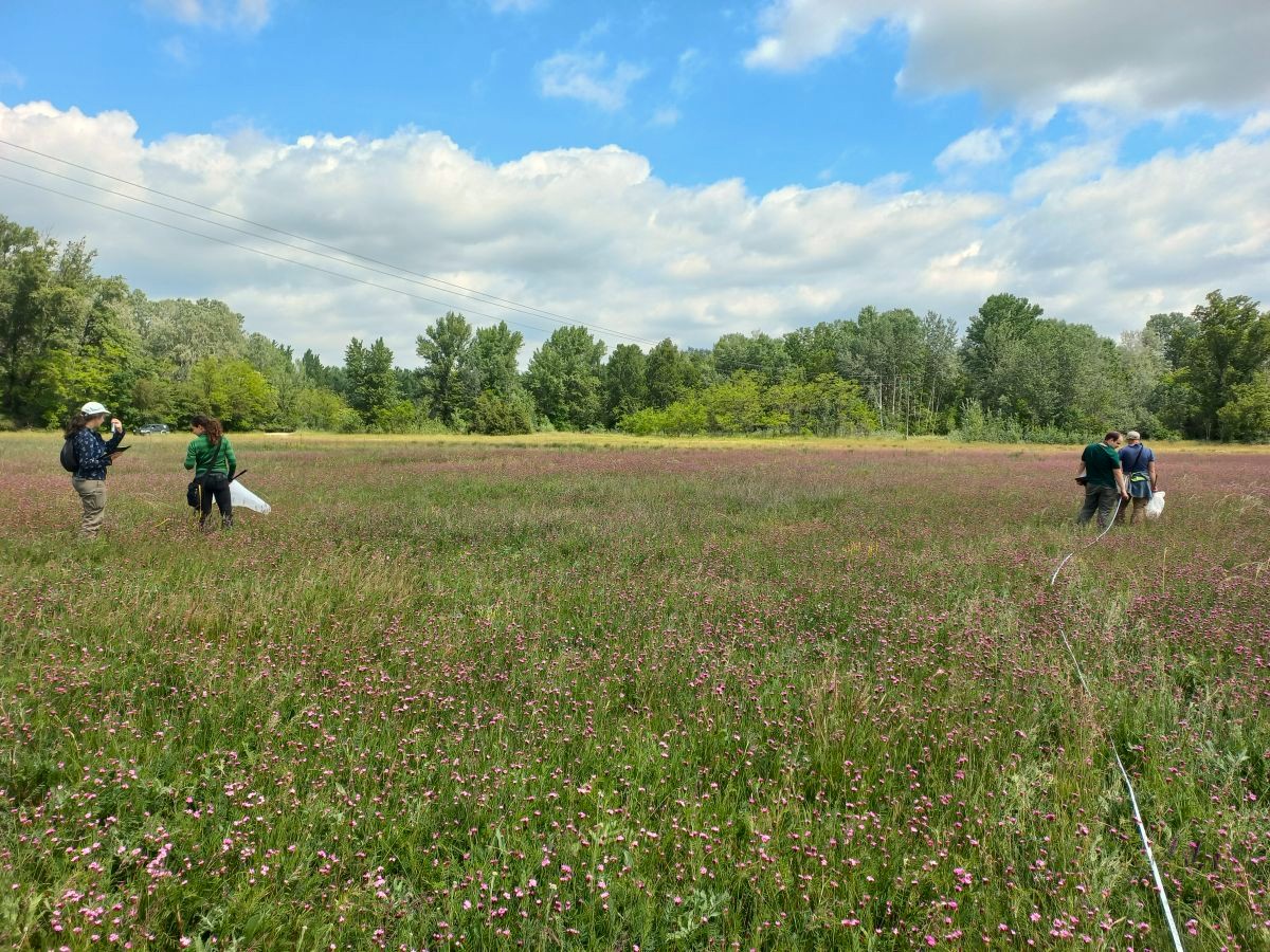 Ecologists working in the sown flower