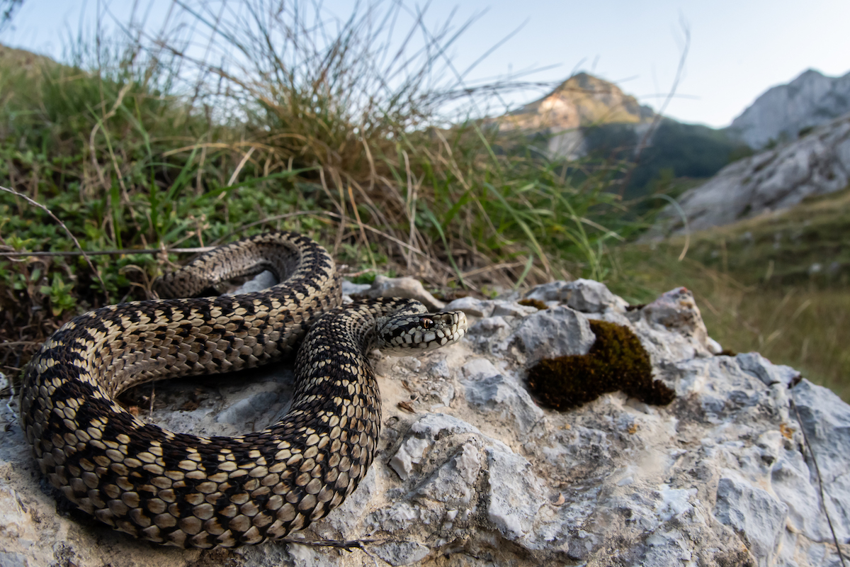 Karsztvipera (Vipera ursinii macrops) természetes élőhelyén. Fotó: Antonio Gandini.