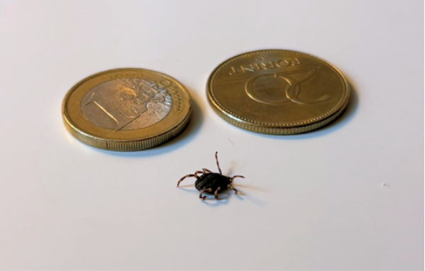 Hyalomma mérete