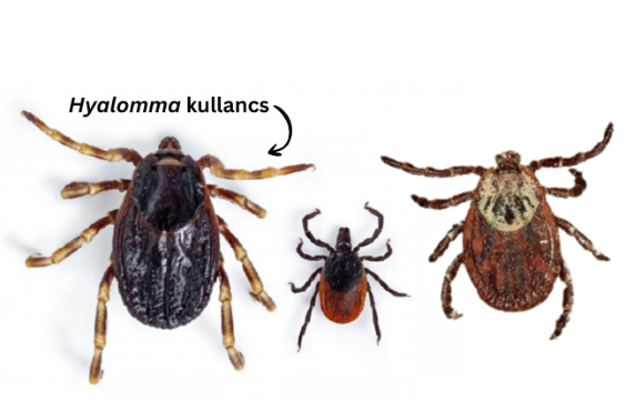 Hyalomma, kullancsok
