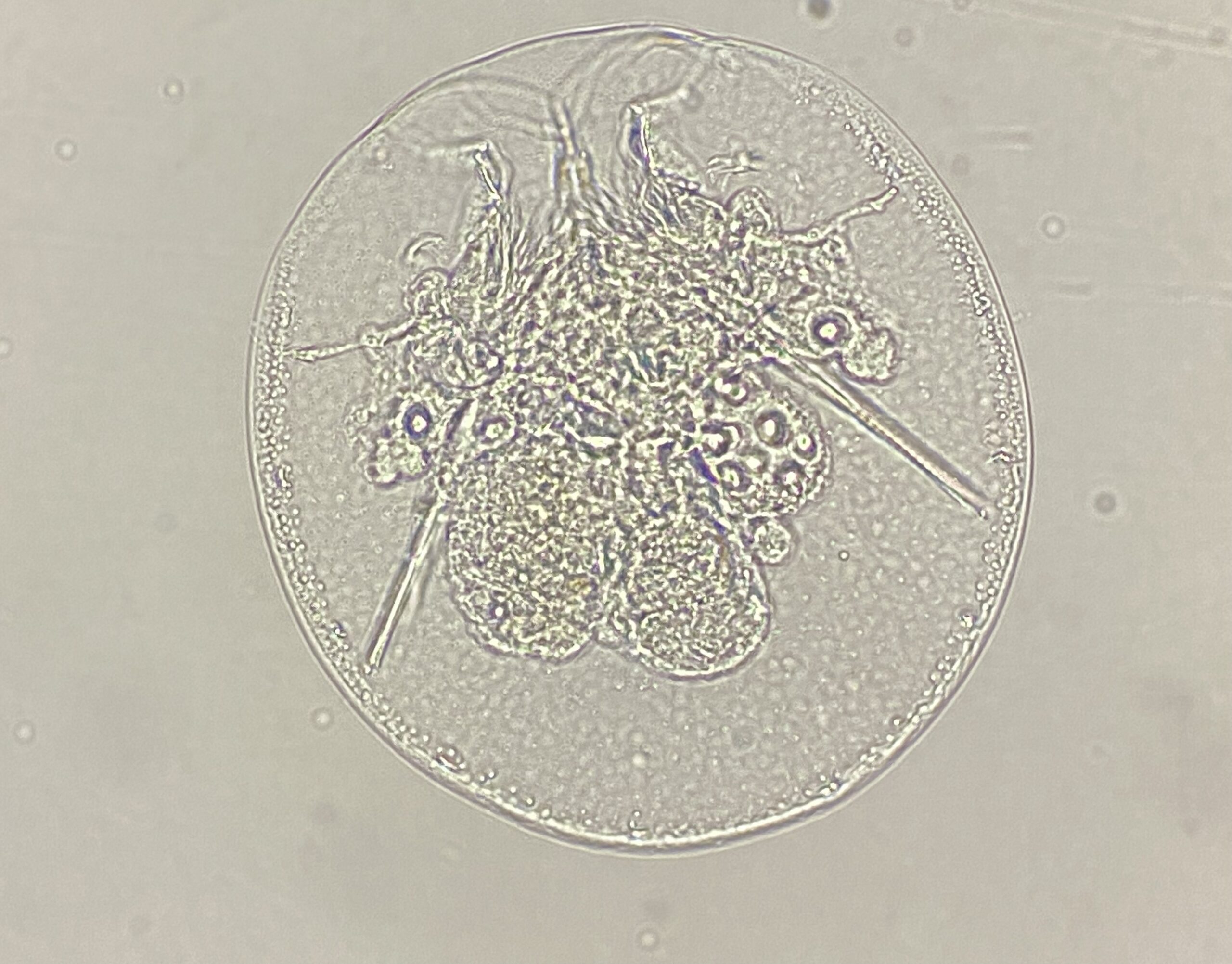 Testudinella sp scaled
