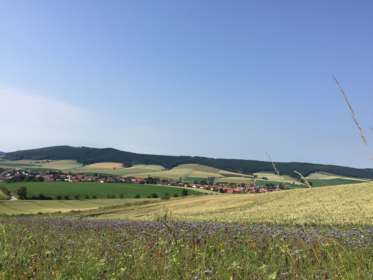 Vadvirágos sáv egy búzatábla mellett a németországi Opperhausen térségében.