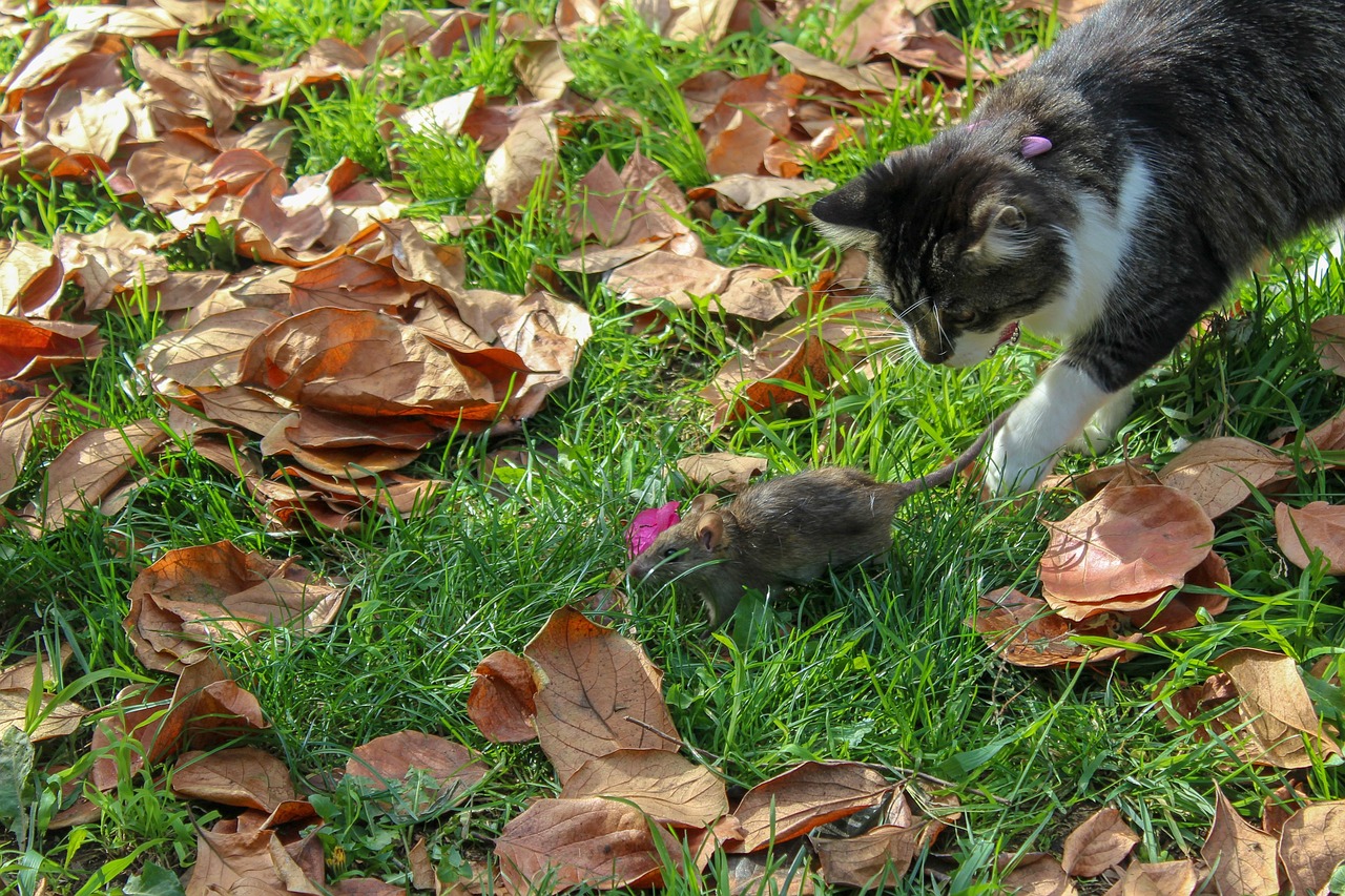 macska egerrel nick the photographer cat 4014761 1280